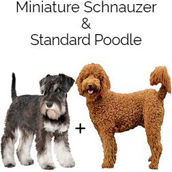 Schnoodle Dog